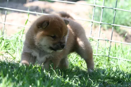 Shiba inu - Hoshibaru