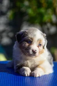 Australian Shepherd - Winstead No Fear Forever
