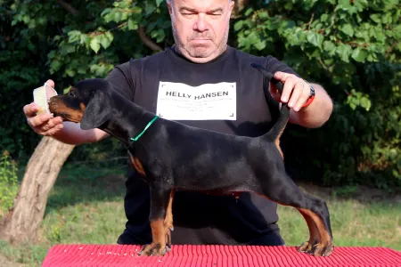 Dobermann - Argos Videre Fortis