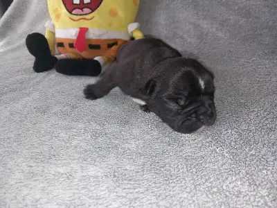 French Bulldog - Miora Frenchie Rambo