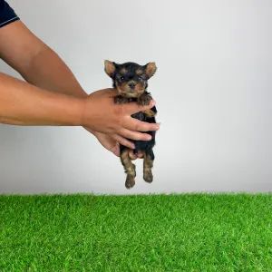 Yorkshire Terrier - Emio