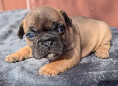 Francia bulldog - Hektor