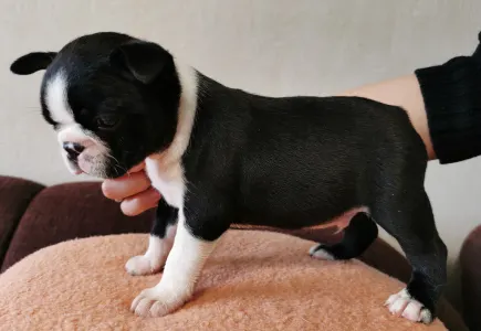 Boston Terrier - Wide Wings Black