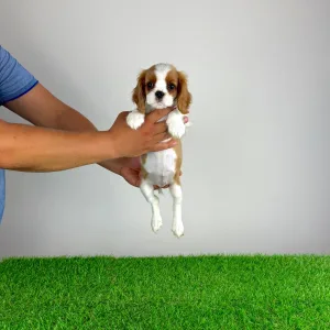 Cavalier King Charles spániel - Penta