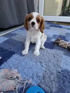 Cavalier King Charles Spaniel - Kókusz