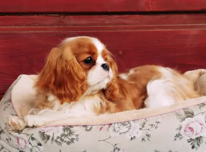 Cavalier King Charles spániel - Arisa Harmony Of Life 