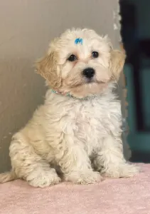 Maltipoo - Matthew