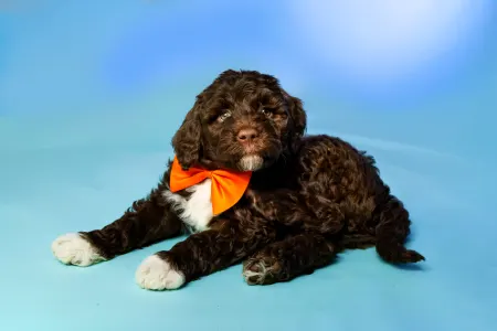 Portugál vízikutya - Baron Bold Stella Maris