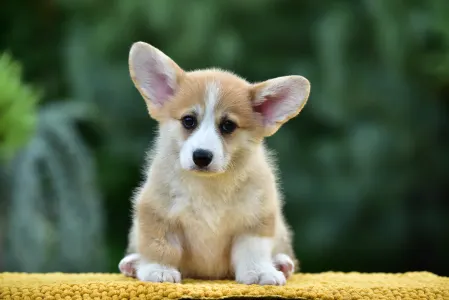 Corgi galez Pembroke - Gingers Heritage Golden Spirit Of Crete