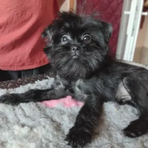 Affenpinscher - Grisha