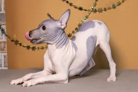American Hairless Terrier - Andor Blue