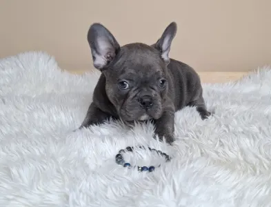 French Bulldog - Zénó 