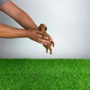 Caniche Toy - Zingo