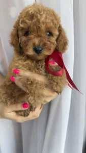 Той-пудель - Riella Royal Legend Of The Kanis