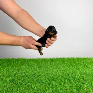 Yorkshire Terrier - Petty