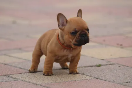 Französische Bulldogge - Ufo