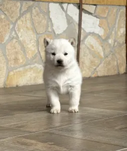 Hokkaido - Reborn Dennis