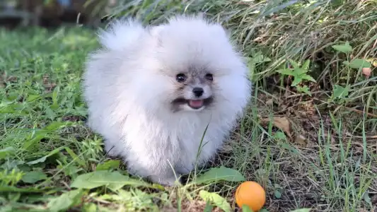 Pomeranian - Monty
