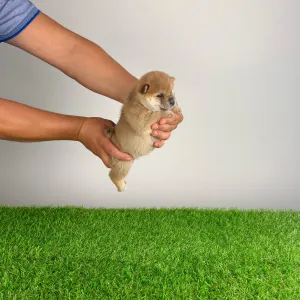 Shiba Inu - Vee