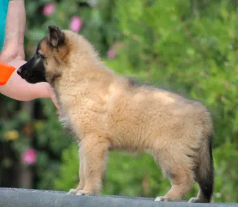 Belgischer Schäferhund - Liu