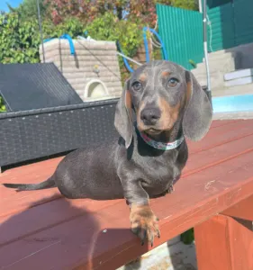 Dachshund - Oliver