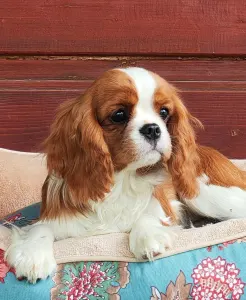Cavalier King Charles Spaniel - Audrey 