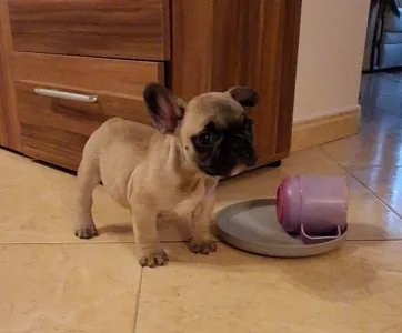 French Bulldog - Hero From Lilis Breed