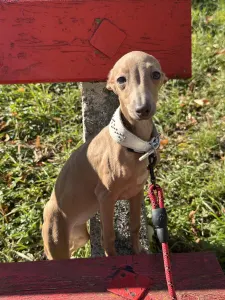 Italienisches Windspiel - Vedetta