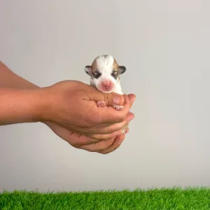 Pembroke Welsh Corgi - Yenna