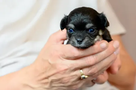 Chihuahua - Fly Wonderful Grove