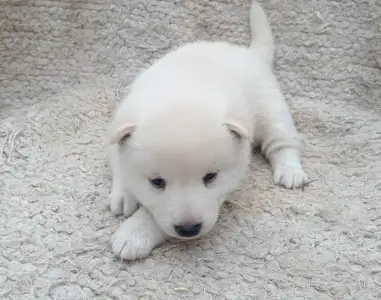 Shiba - Scamp Crowd Fiorella