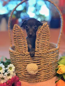 Italienisches Windspiel - Eric Prince 