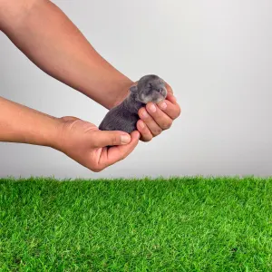 Чихуахуа - Farinella