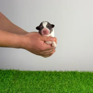Australian Shepherd - Djambo