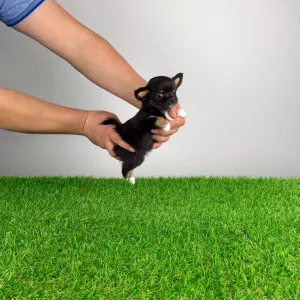 Chihuahua - Ronaldo