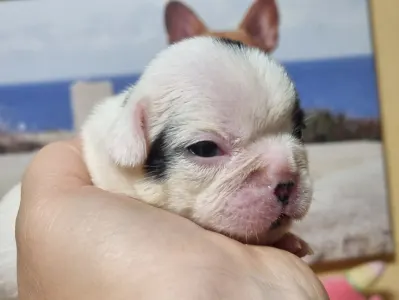 French Bulldog - Boy1