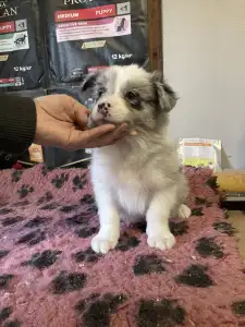 Border Collie - Blue Merle Kan 