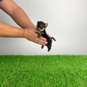 Yorkshire Terrier - Kick