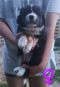 Border Collie - Brooke