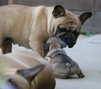 Französische Bulldogge - Aslan