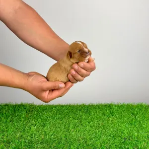 Кавалер кинг-чарльз-спаниель - Luxus