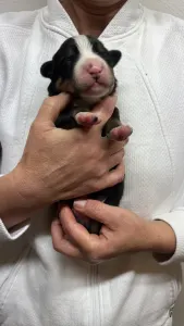 Entlebucher - Gonzo Helvétsky Priateľ 