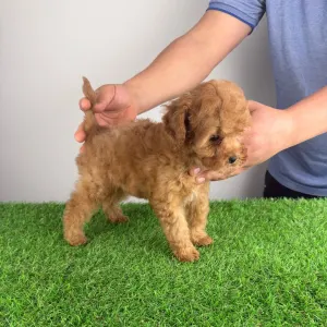 Törpe uszkár - Elise