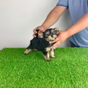 Yorkshire Terrier - Dora