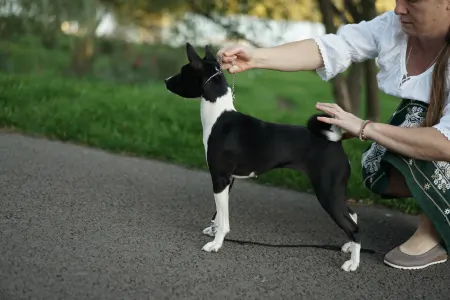 Basenji - Lucky Alien Lightnes Butterfly