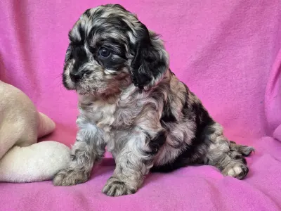 Cavapoo - Merida