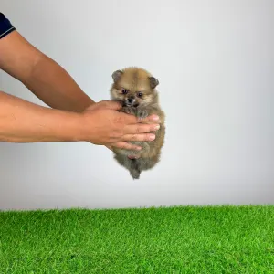 Pomeranian - Rixi