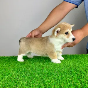 Welsh Corgi Pembroke - Rina