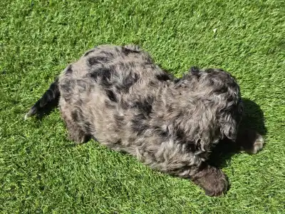 Cavapoo - Zoom