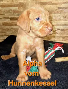Hungarian Wire-haired Vizsla - Alpha Vom Hunnenkessel